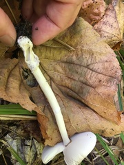 Amanita sinicoflava