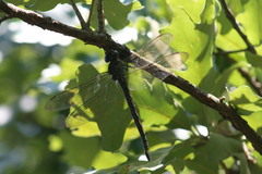 Epiaeschna heros