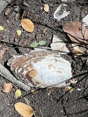 Utterbackia imbecillis