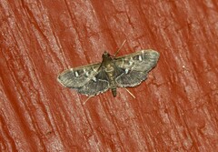 Diathrausta harlequinalis