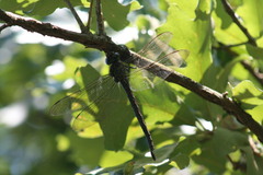 Epiaeschna heros