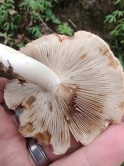 Inocybe dulciolens