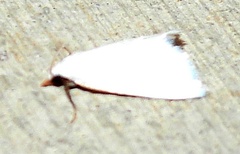 Leptosteges vestaliella