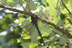 Epiaeschna heros