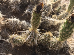 Grusonia clavata