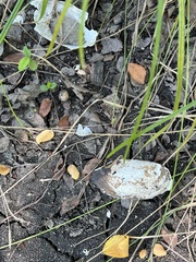 Utterbackia imbecillis