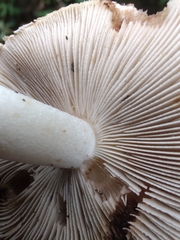 Inocybe dulciolens