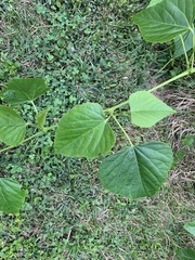 Ampelopsis