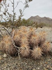 Echinocereus engelmannii engelmannii