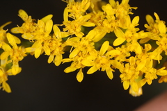 Solidago