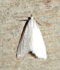 Leptosteges vestaliella