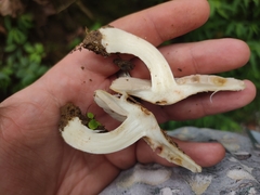 Inocybe dulciolens