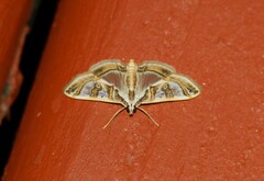 Glyphodes pyloalis