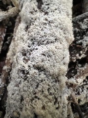 Ceratiomyxa fruticulosa