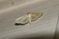 Herpetogramma pertextalis