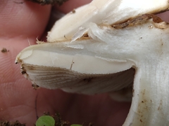 Inocybe dulciolens