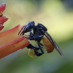Trigona fulviventris