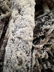 Ceratiomyxa fruticulosa