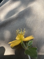 Mentzelia oligosperma