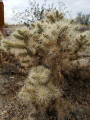 Cylindropuntia chuckwallensis