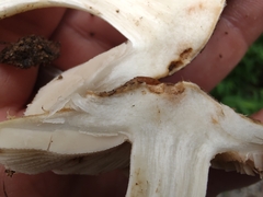 Inocybe dulciolens
