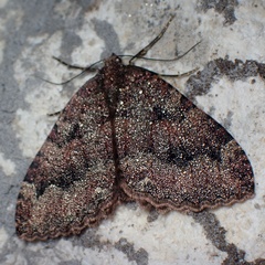 Triphosa dubitata
