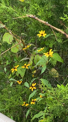 Rudbeckia triloba