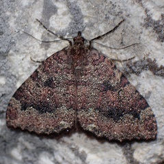 Triphosa dubitata