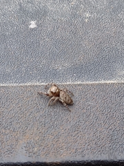 Habronattus coecatus