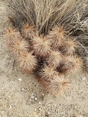 Echinocereus engelmannii engelmannii