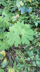 Petasites frigidus