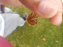 Coprinellus impatiens