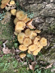 Desarmillaria caespitosa