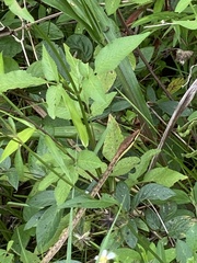 Oxybelis potosiensis