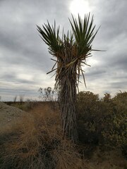 Yucca schidigera