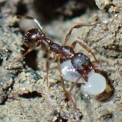 Aphaenogaster fulva