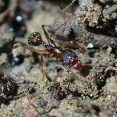 Aphaenogaster fulva