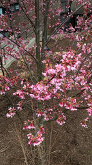 Prunus campanulata