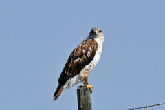 Buteo regalis