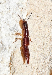 Homaeotarsus