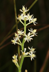 Triantha racemosa