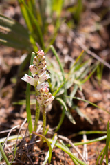 Lachenalia