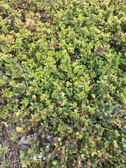 Arctostaphylos pumila