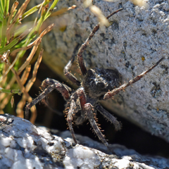 Araneus saevus