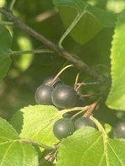Rhamnus