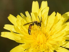 Sphecodogastra