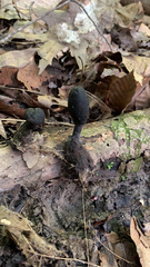 Xylaria longipes