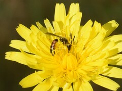 Sphecodogastra