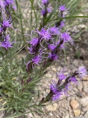Liatris punctata