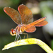 Slough Amberwing - Photo (c) Cheryl Harleston López Espino, some rights reserved (CC BY-NC-ND), uploaded by Cheryl Harleston López Espino